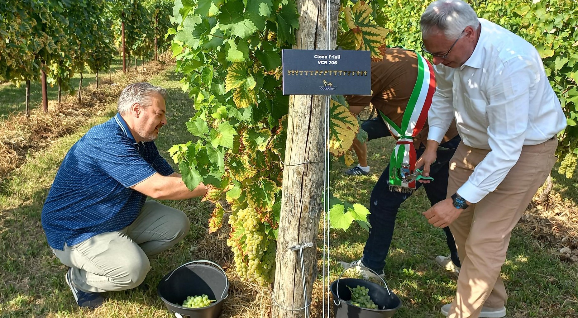TURISMO. BORDIN: CR DARÀ SUPPORTO A PROGETTO VENDEMMIA DIDATTICA
